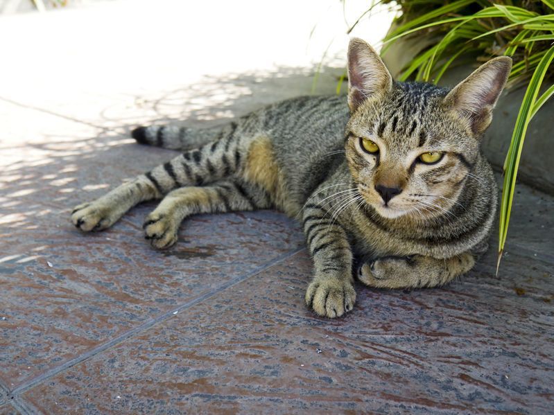 The cat is lying on a concrete floor outside the house. Photo: 123rf.com