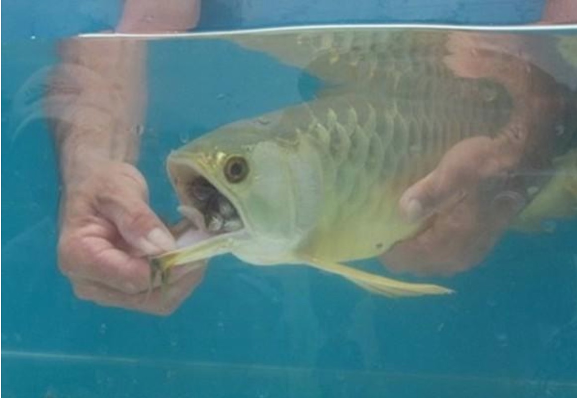 sajagempak.com - Baru Belanja Mahal Beli Ikan, Lelaki Panik Saat Perasan Mulut Ikan Itu Sentiasa Tutup Dan Terus Memeriksanya