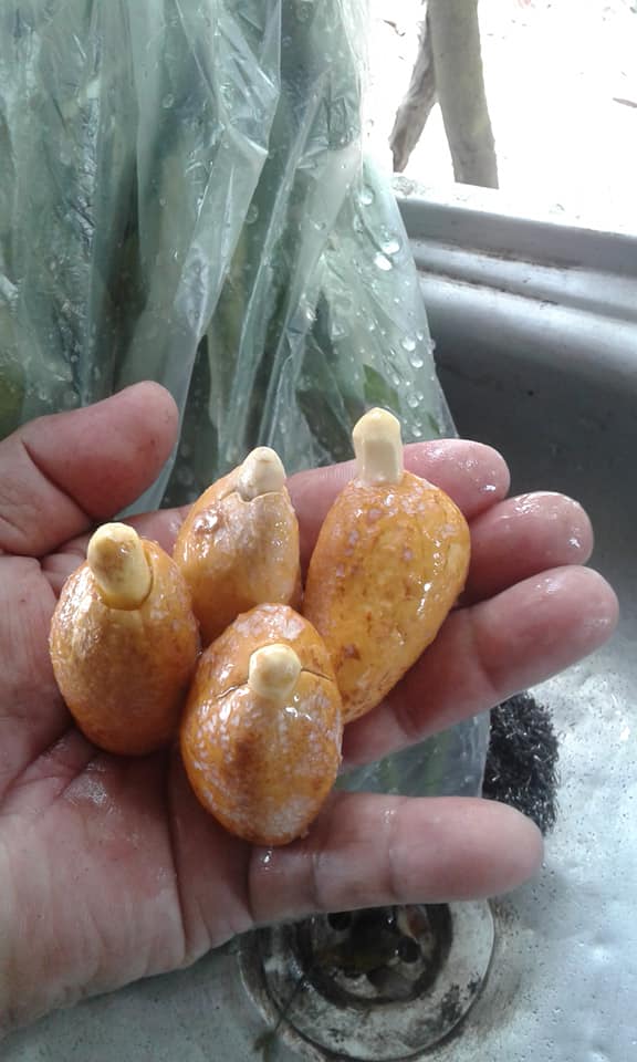 Cara Tanam Durian Dari Bijinya. Rendam Dulu, Pilih Yang Naik Tunas &#038; Semai Ikut Cara Ini