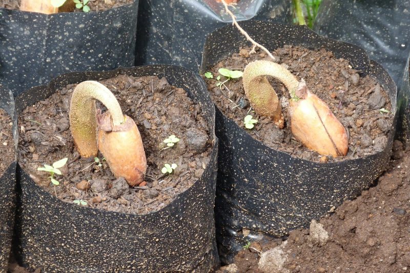 Cara Tanam Durian Dari Bijinya. Rendam Dulu, Pilih Yang Naik Tunas &#038; Semai Ikut Cara Ini